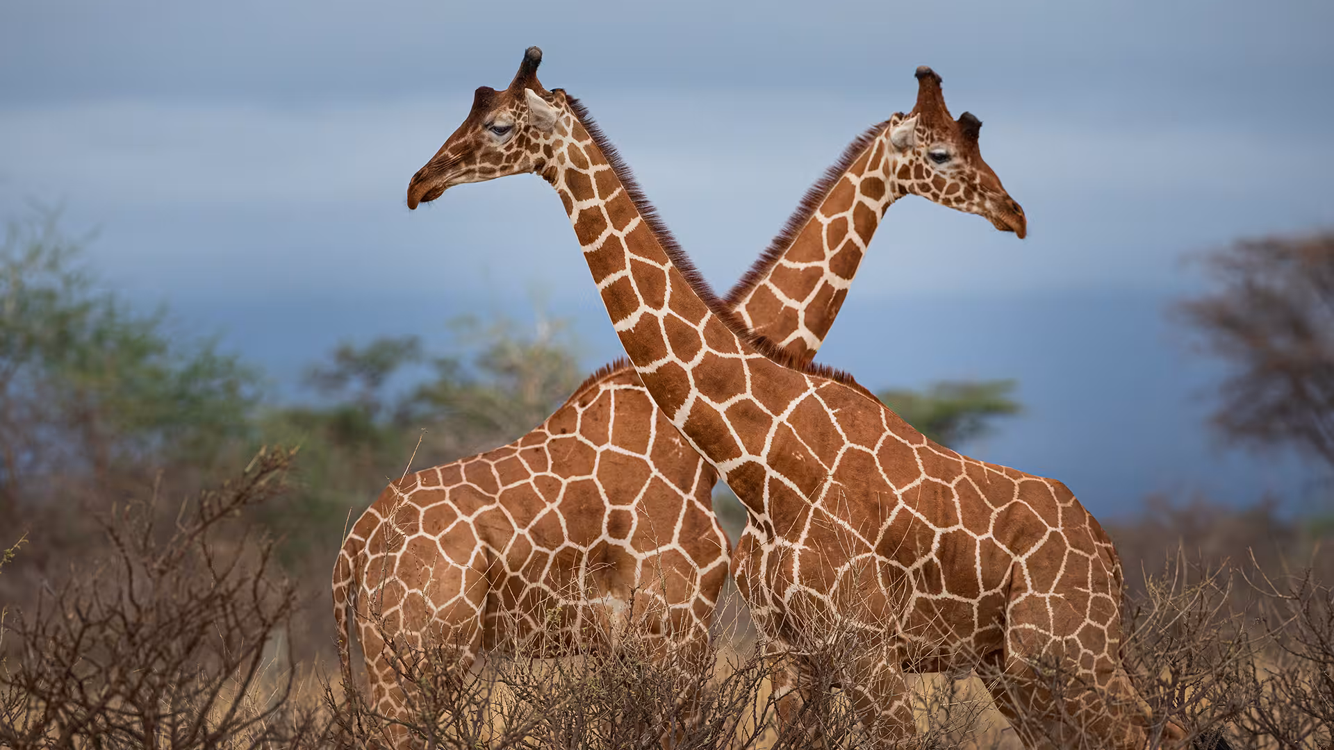 Giraffe